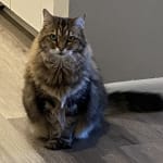 Easy treatment for my cat