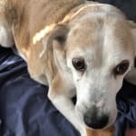 This med helps with his hypothyroidism.