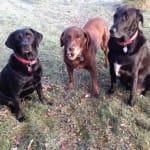 Thank you for prolonging my 13 year old labs life