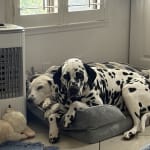 Common sense good service