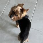 Recover from a complete CCL tear along