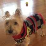 It's a great Shampoo for my dog's allergies