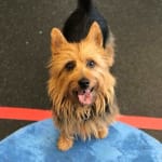 Great tx for my dogs ears.