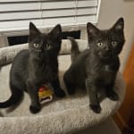 Helped my kittens