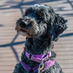 Excellent Probiotic!