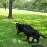 Is a wonderful way to keep ticks off my boys.