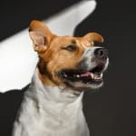 This helps Bailey a lot!