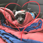 I will definitely buy Visbiome again.