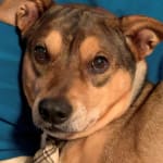 Grilled Duck? YES PLEASE!