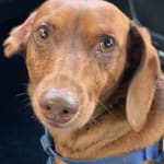 This medication is keeping our dog healthy