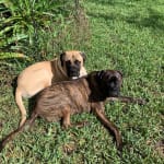 Probiotic fixes Max's digestive problems