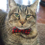 Helpful to my kitty and he loves to take it