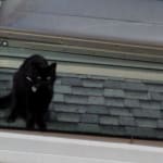 My kitties like this .......