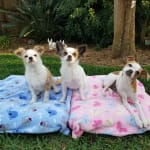 Comfortis prevents flea infestations