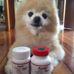 Excellent Urinary Tract Support