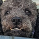 HIs arthritis issue is stable; he moves around 100% better