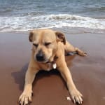 Saving my dog Chloe!