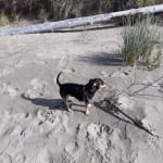 This medication has given Ace a new leash on life.