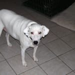 Great product, it helped solve my dogs allergy problem