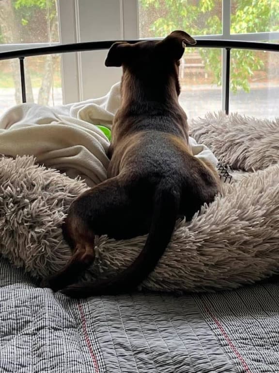 Custom Paint-by-Number Kit from Uncommon Goods. Customer submitted image.