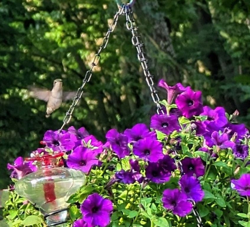 Hanging Basket Hummingbird Feeder from Uncommon Goods. Customer submitted image.