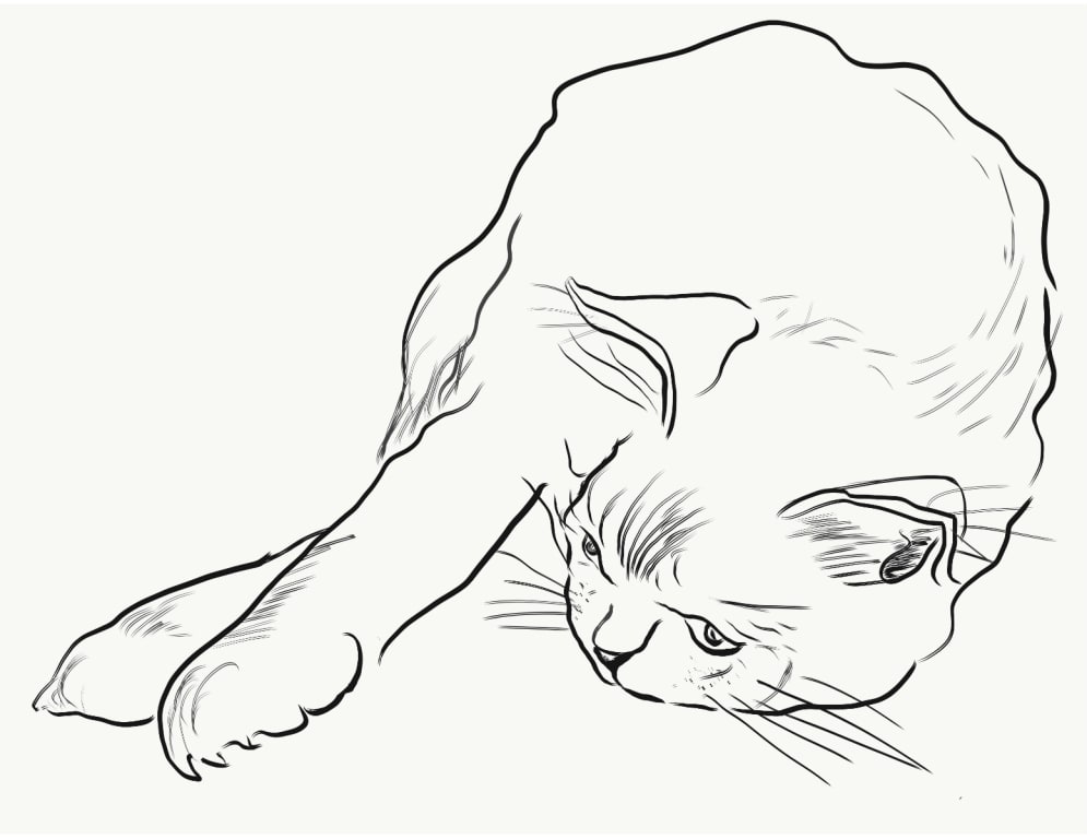 Katzen Poster