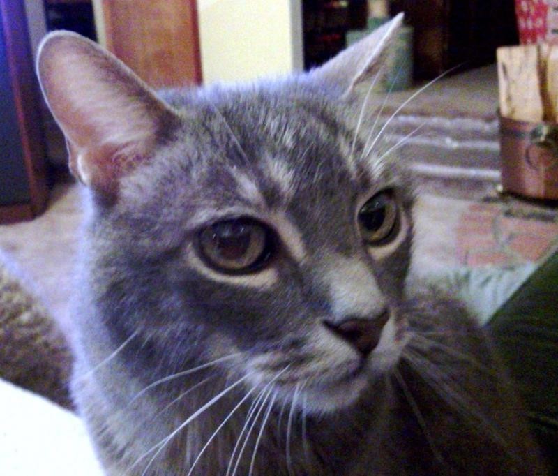Zithromax cat uri Zithromax cat uri