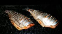 Salmon