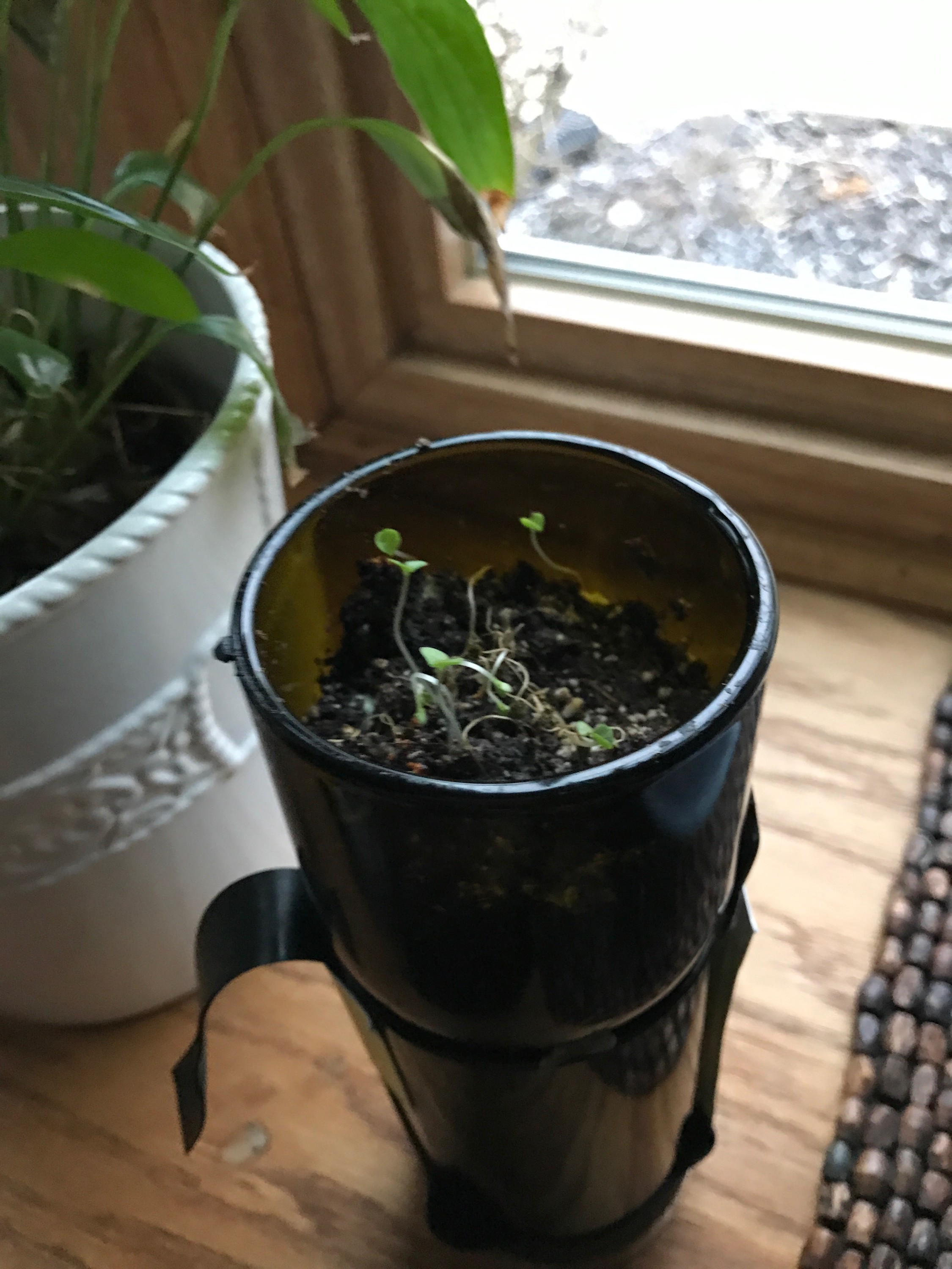 GrowBottle Indoor Herb Garden Kit, Wine Bottle Planter Goods