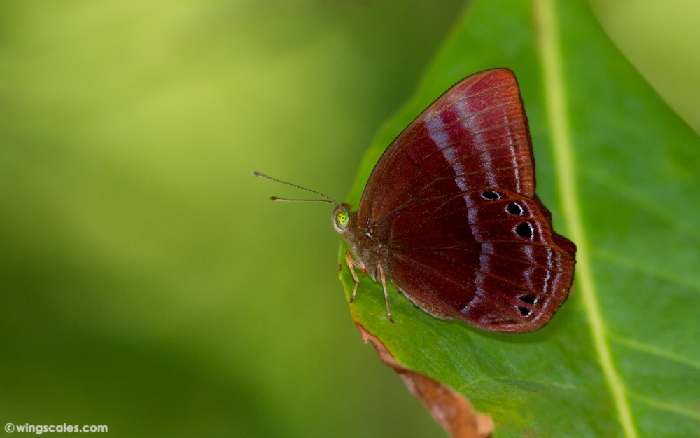 Lycaenidae (วงศ์ผีเสื้อสีน้ำเงิน)