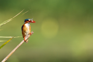Conducting a review of the GEF’s biodiversity mainstreaming portfolio in South Africa on behalf of...