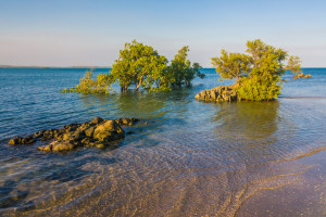 Enabling UNEP and the Government of Madagascar to develop a fully-compliant project document (including tracking...