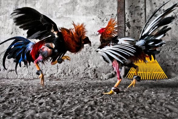 Tips dan trik bermain sabung ayam di situs Dunia4d
