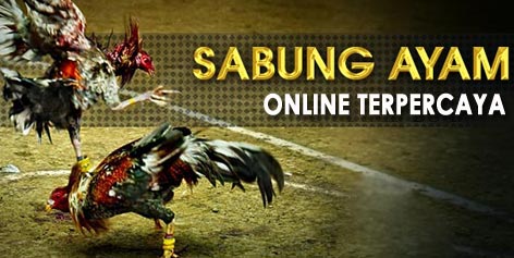 cara main sabung ayam di situs Dunia4d dengan modal 20rb