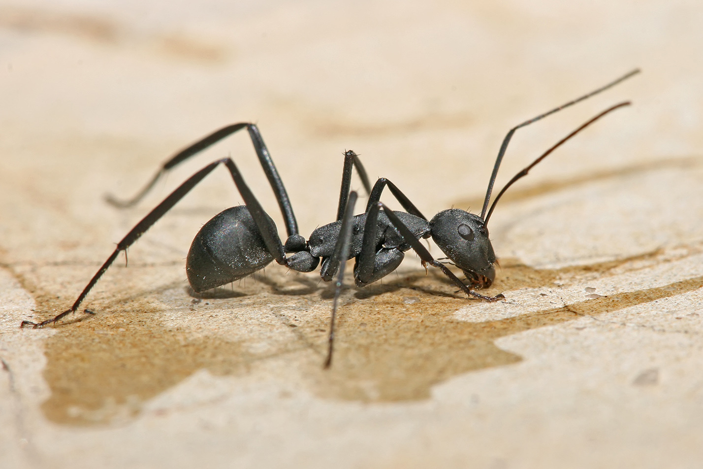 carpenter ants