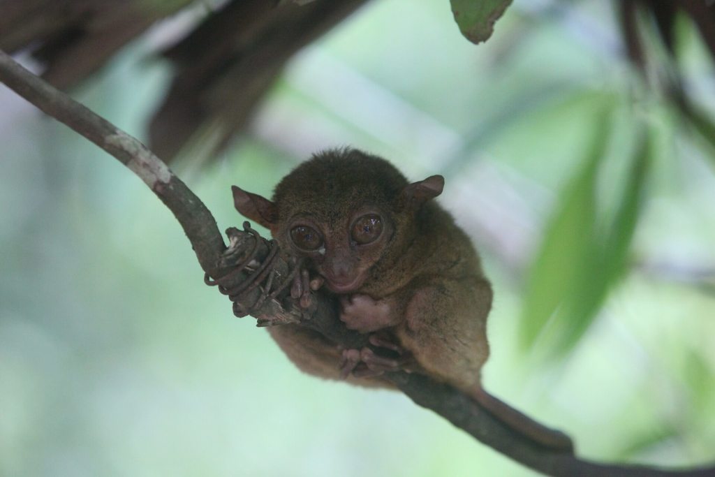 tarsier-cebu-bohol-adventure