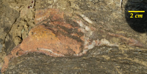 Uno dei noduli a Mn. Notare le figure disegnate dall'orientamento dei cristalli nella deformazione (boudins) Uno dei noduli a Mn. Notare le figure disegnate dall'orientamento dei cristalli nella deformazione (boudins)