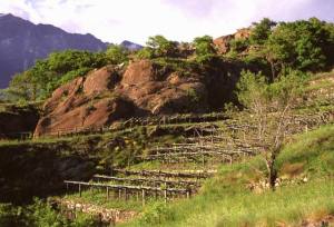 Peridotiti in dossi levigati dal ghiacciaio sostengono le pregiate vigne Peridotiti in dossi levigati dal ghiacciaio sostengono le pregiate vigne