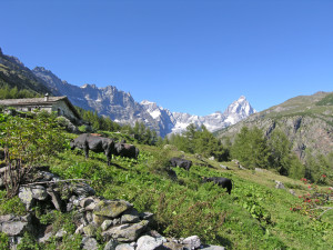 2-1. Sulle grandi vie della transumanza alpina, un tramuto intermedio (mayen) con il necessario per una residenza temporanea.