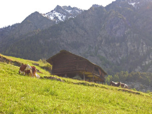 11.Prato da foraggio, mandria bovina, rascard per il fieno invernale: una trasformazione del paesaggio valdostano risalente allo scavo dei ru?