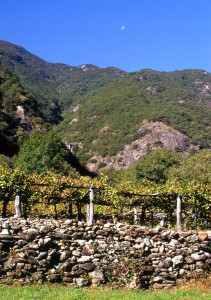 2.Muretto di vigna in fondovalle. Blocchi eterogenei di pietra arrotondati dal trasporto alluvionale. Echallod, Arnad.