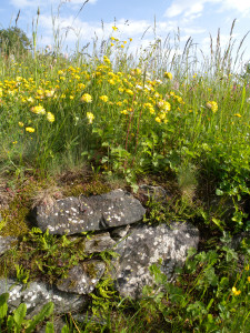 6.Biodiversità su muretto di anfibolite. Spigoli vivi, provenienza da detrito di falda. Érèsaz, Émarèse.