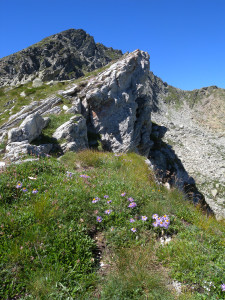 12. Bianchissime rocce calcaree affiorano a lastroni sul crinale verso Perloz, circondate da stelle alpine e astri violetti.