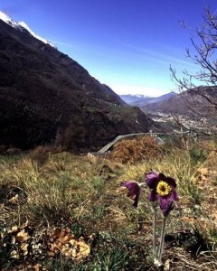 Anemone viola (Pulsatilla montana) e panorama verso il castello di Ussel Anemone viola (Pulsatilla montana) e panorama verso il castello di Ussel