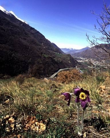 Anemone viola (Pulsatilla montana) e panorama verso il castello di Ussel