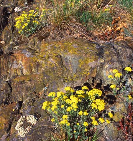 Fioritura di alisso argentato e cespo di semprevivo sulle peridotiti