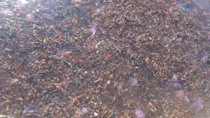 Meduses i barquetes de Sant Pere arriben en massa a les platges de L'Escala 