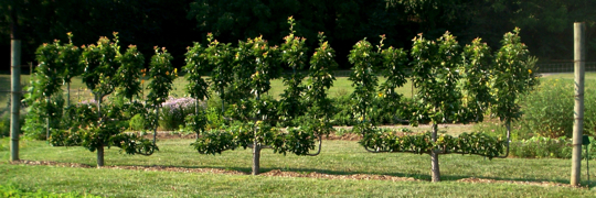 pear_trees Pear Trees