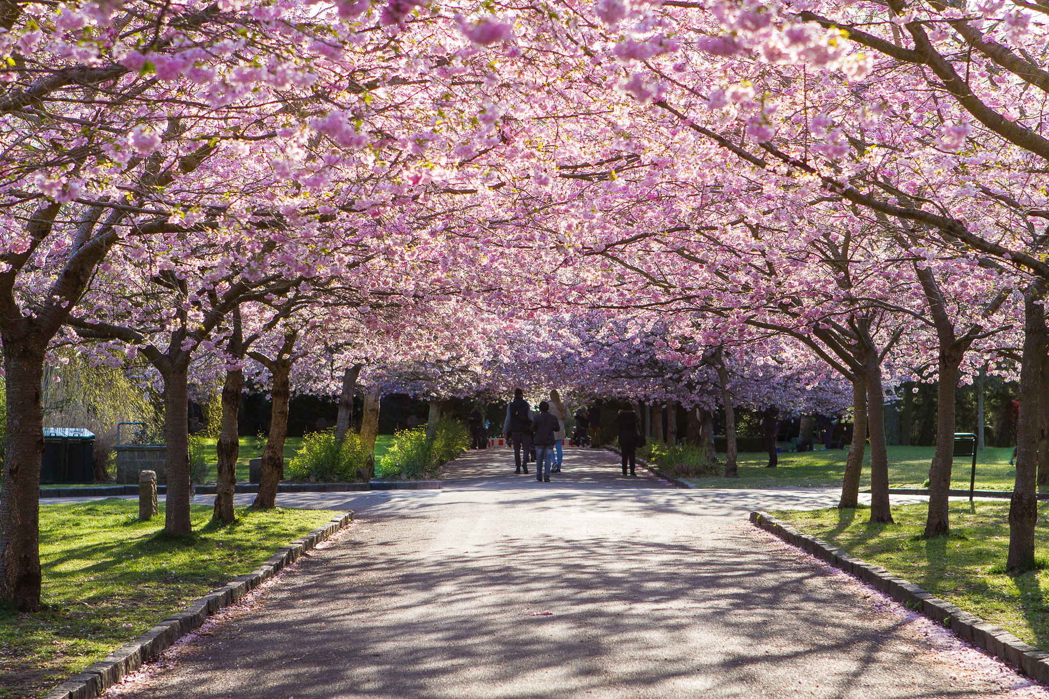 Cherry Blossom in Copenhagen 2026 - Rove.me