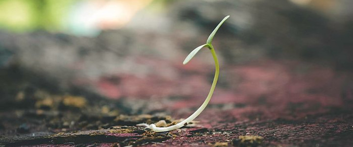 Sterben um Frucht zu bringen Blog-Post Bild